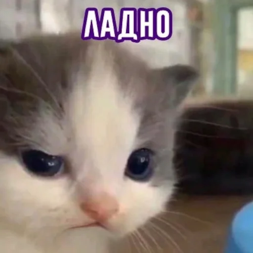 Sticker memesbyset700 - 1