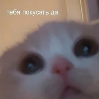 Стикер Мемы by @SE_T700 - 6