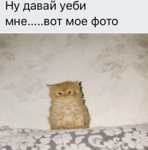 Sticker memesfordown - 1