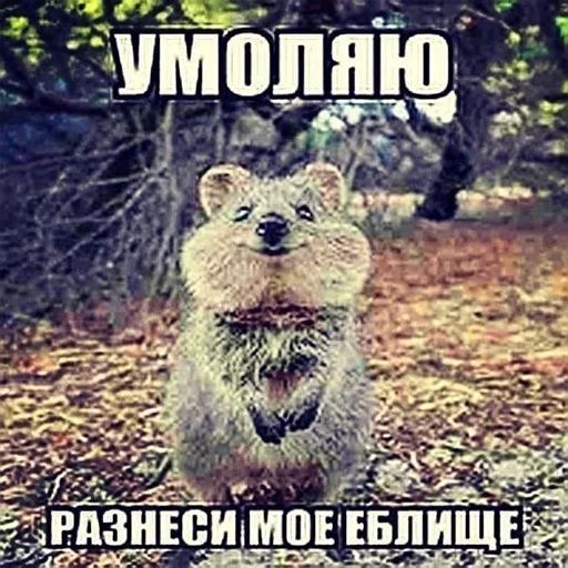 Sticker memesfordown - 1