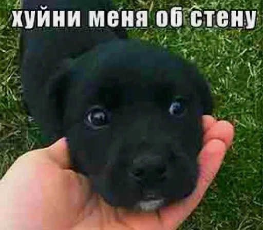 Sticker memesfordown - 1