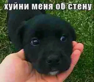 Sticker мемы для даунов - 0