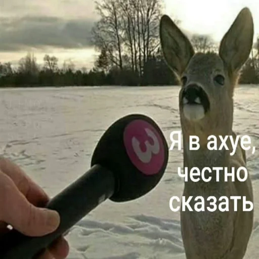 млекопитающее животное на открытом воздухе