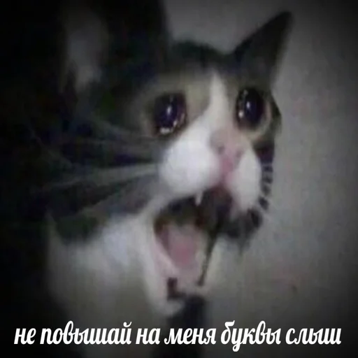 животное млекопитающее кошка