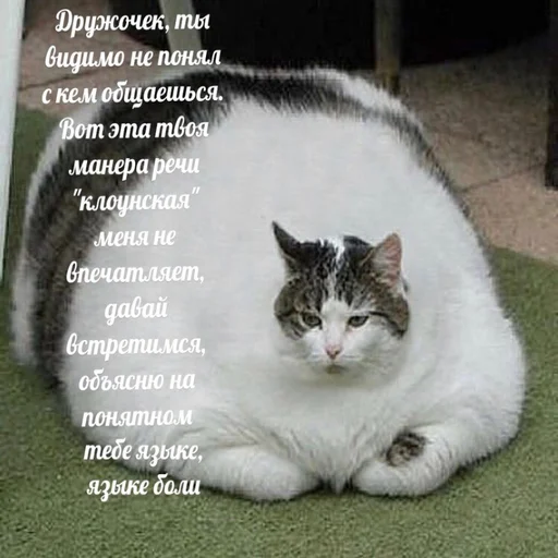 СМС млекопитающее кошка