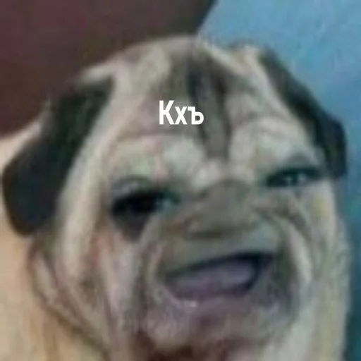 животное млекопитающее собака