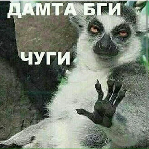 Стикер memesintajik - 1