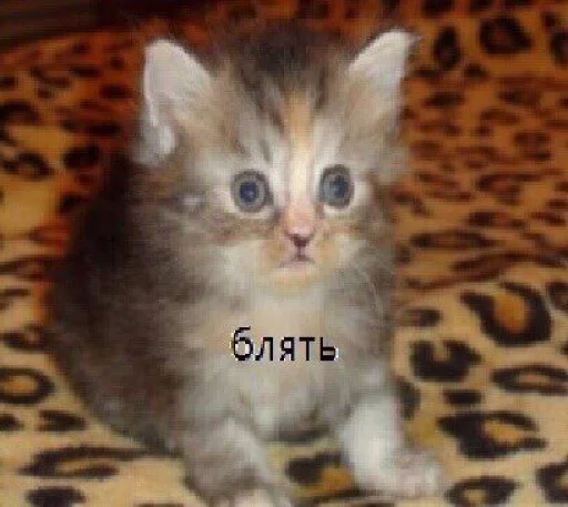 Стикер ;;мемы - 5