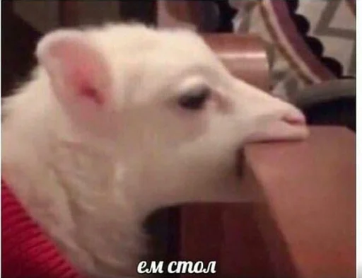 млекопитающее животное рыло