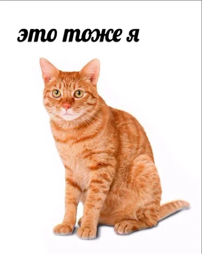 animal mammal domestic cat