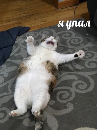 animal mammal indoor