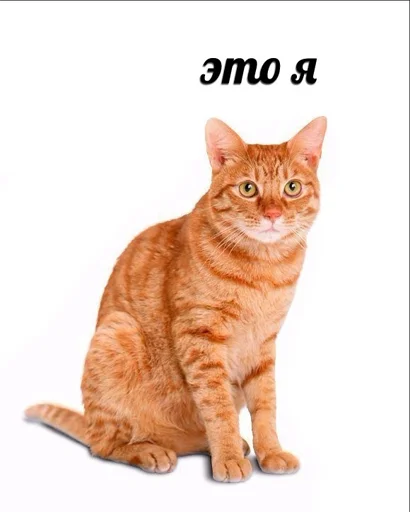 animal domestic cat mammal