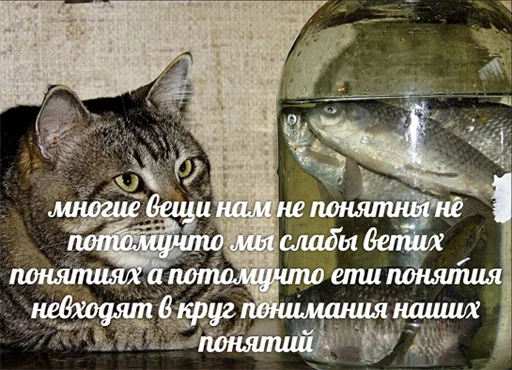 animal text small to medium-sized cats