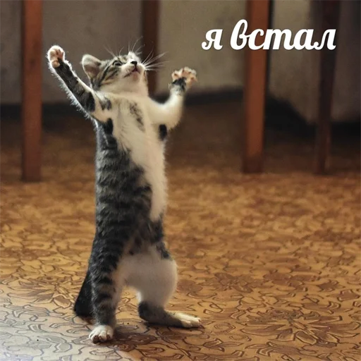 animal mammal small to medium-sized cats