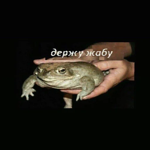 animal frog amphibian