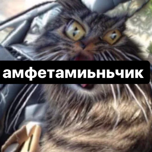 Стикер memes or drugs? - 1