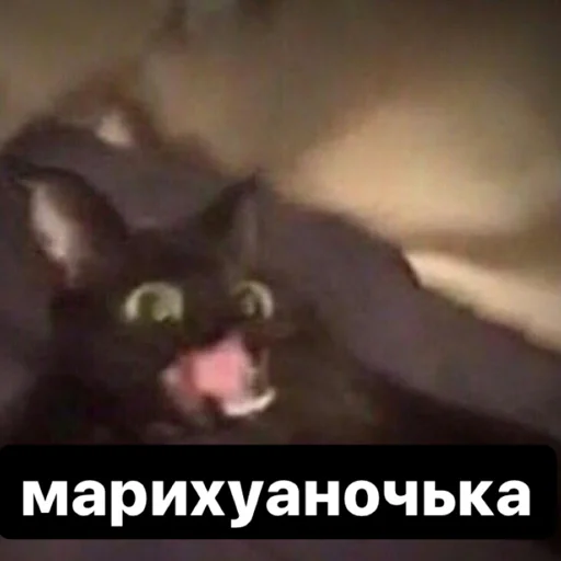 Стикер memes or drugs? - 0