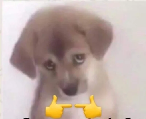 dog mammal dog breed