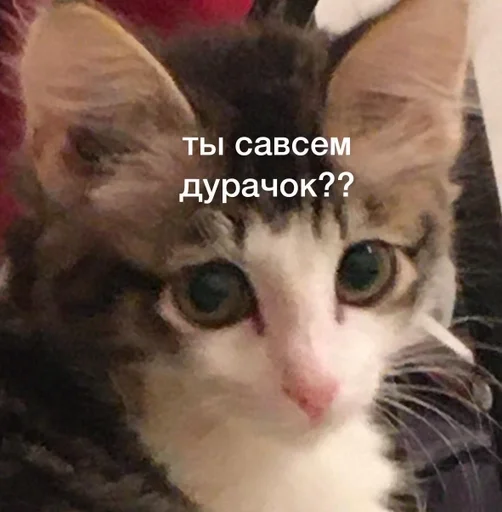 животное млекопитающее кошка