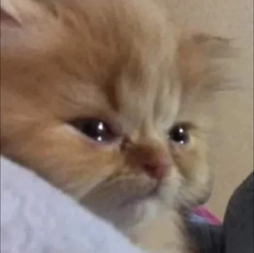 млекопитающее животное кошка