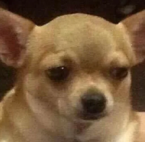 млекопитающее животное собака