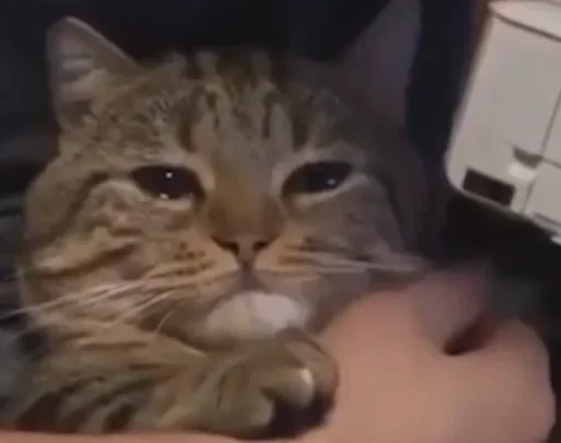 млекопитающее животное кошка