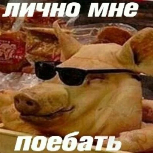 СМС животное скот