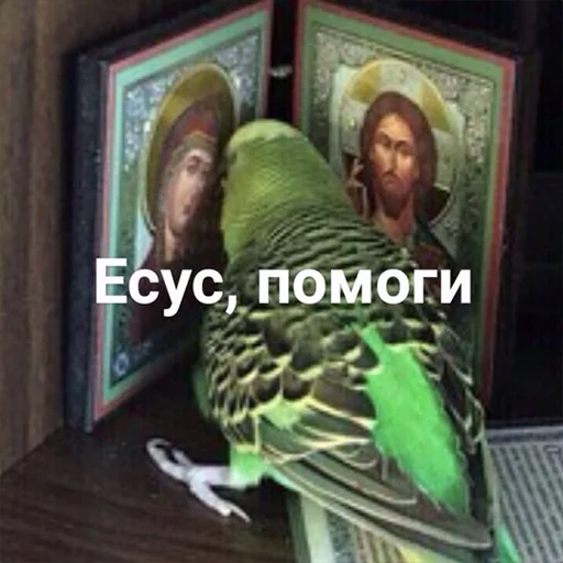 животное птица попугай