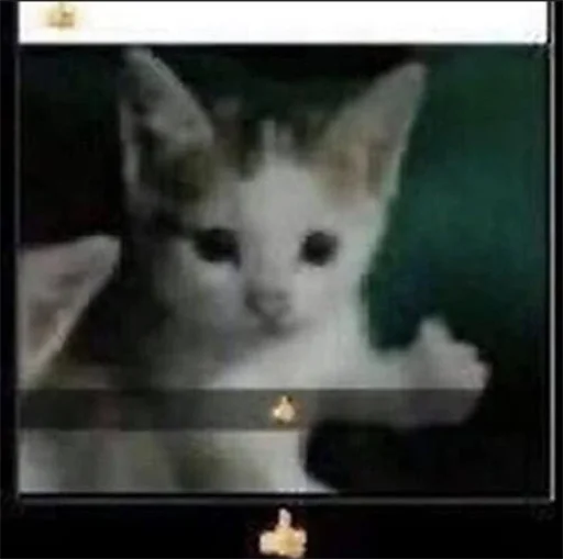 mammal animal small to medium-sized cats