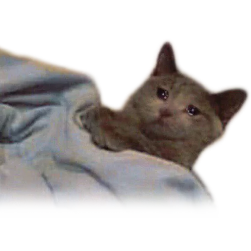 domestic cat animal cat