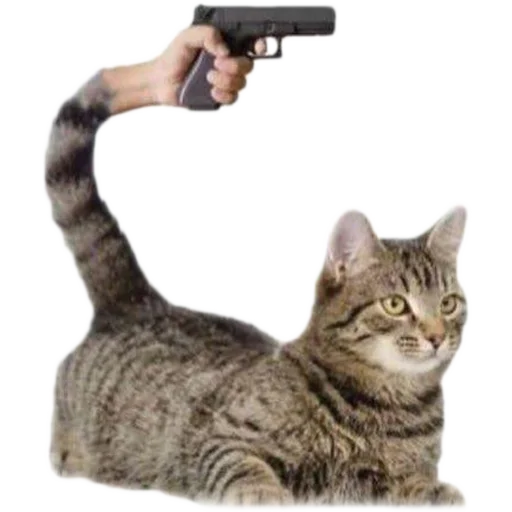 small to medium-sized cats animal felidae