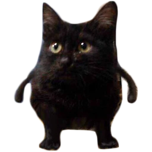 small to medium-sized cats domestic cat animal