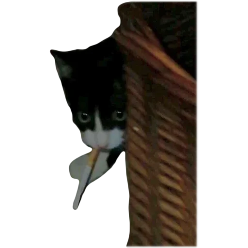 small to medium-sized cats felidae animal