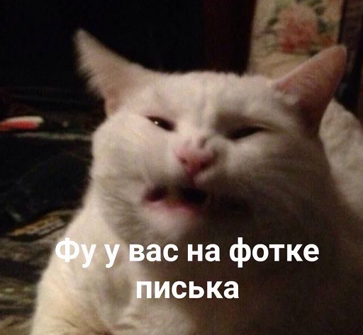 млекопитающее животное кошка