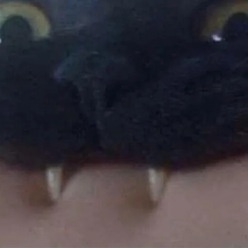 mammal animal indoor