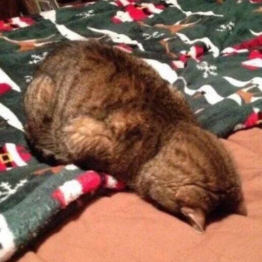 комнатный кошки малого и среднего размера кошка