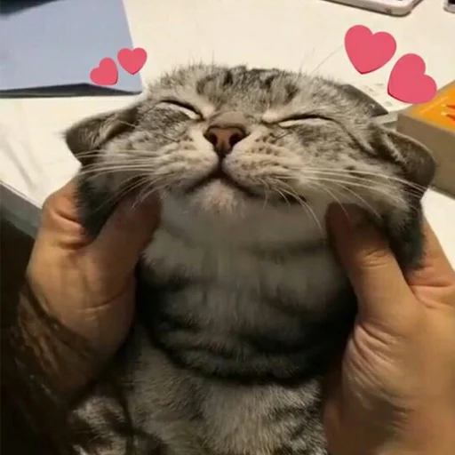 mammal animal small to medium-sized cats