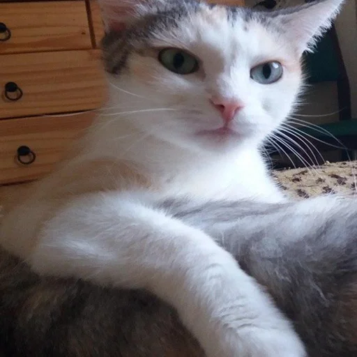 mammal small to medium-sized cats animal