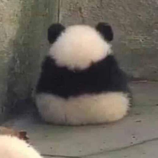 млекопитающее животное панда