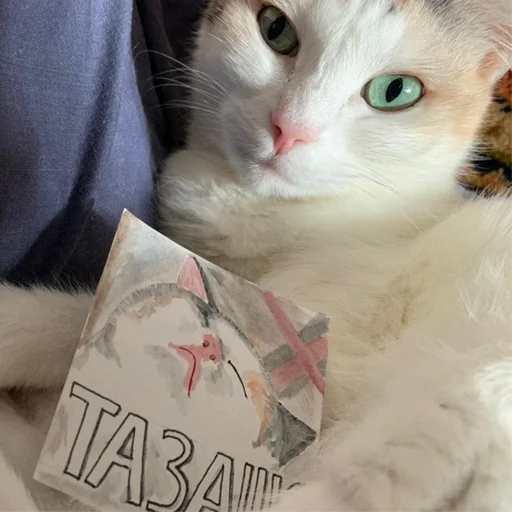 small to medium-sized cats domestic cat felidae