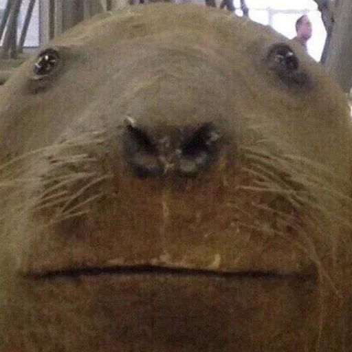 animal mammal sea lion