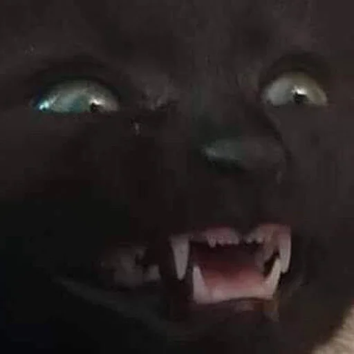 mammal animal felidae