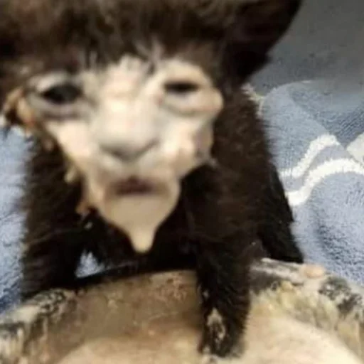 выебу @piyawka ы - 