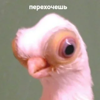 Стикер выебу @piyawka ы - 0