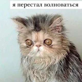 Стикер мемы для няшек - 2