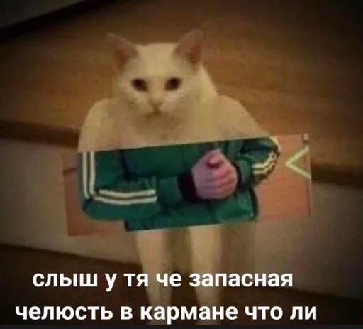 text small to medium-sized cats felidae