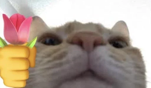 Стикер ⌇ⲙᥱⲙ ᴛᥙᥰ..༊ –> 「 @wexsavi 」࿐ - 3