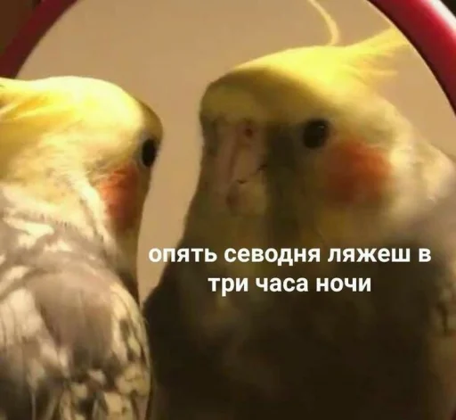 animal bird parrot