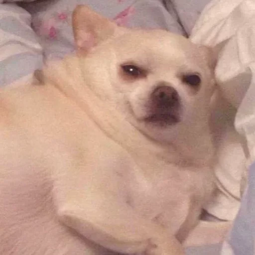 Sticker memnie_sobaki - 1