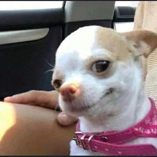 Стикер memnie_sobaki - 1